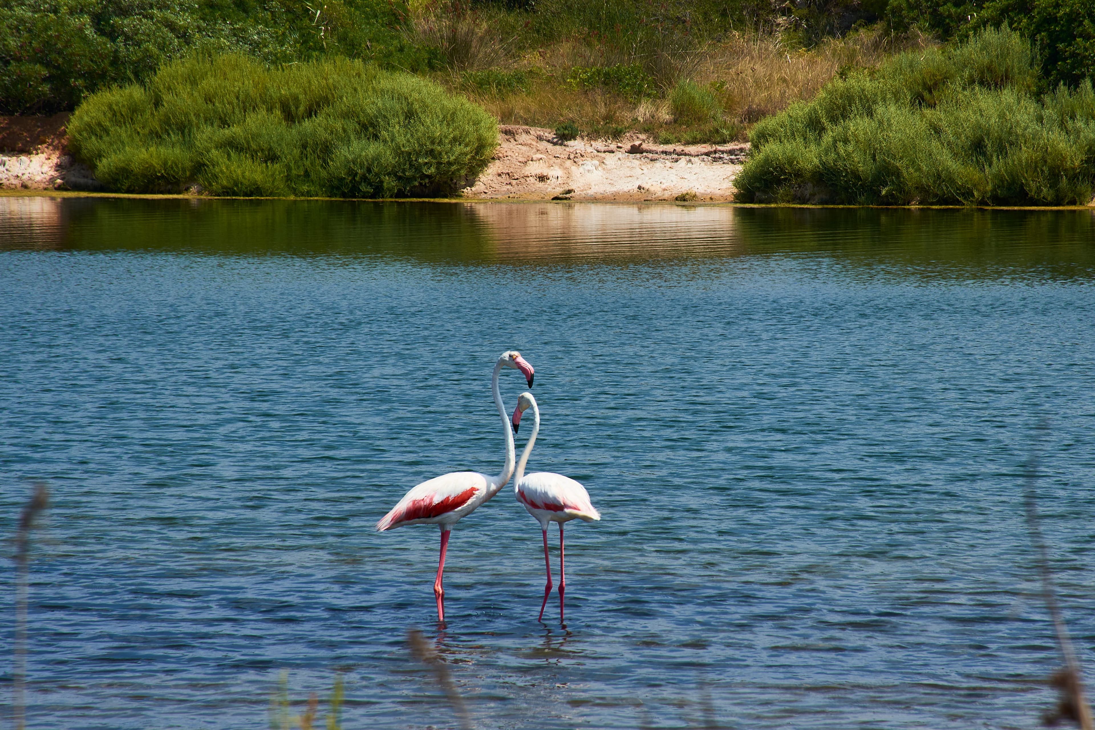Flamingos