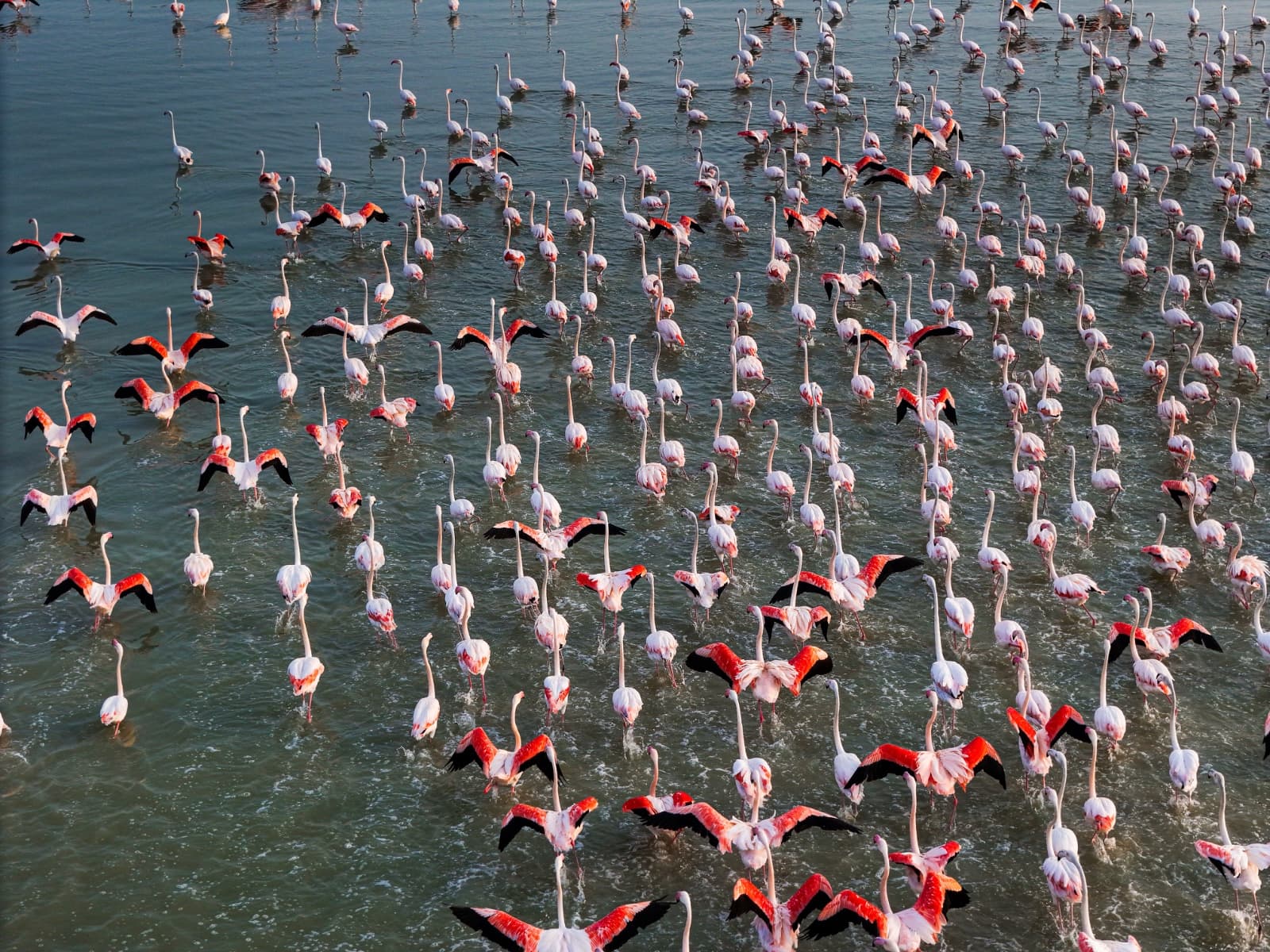 Flamingo