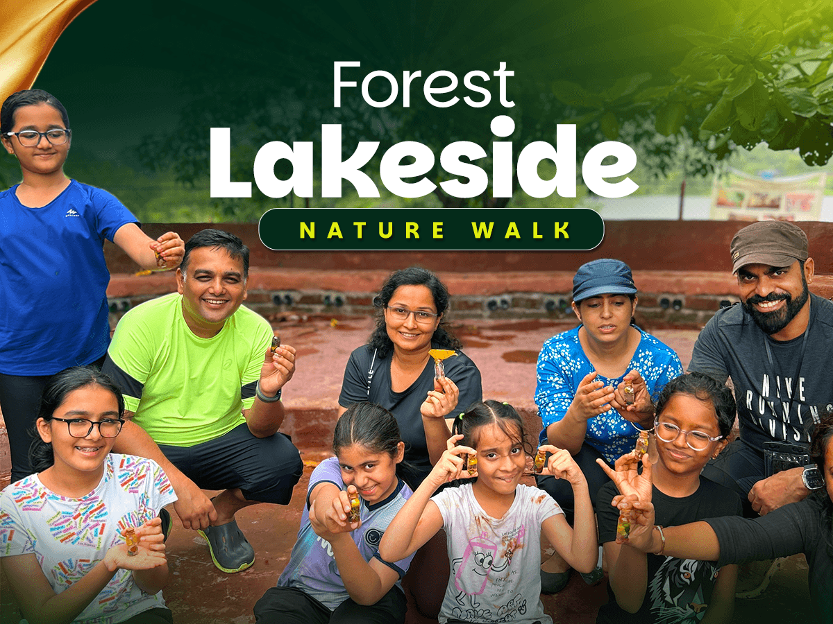 Forest Lakeside Nature Walk
